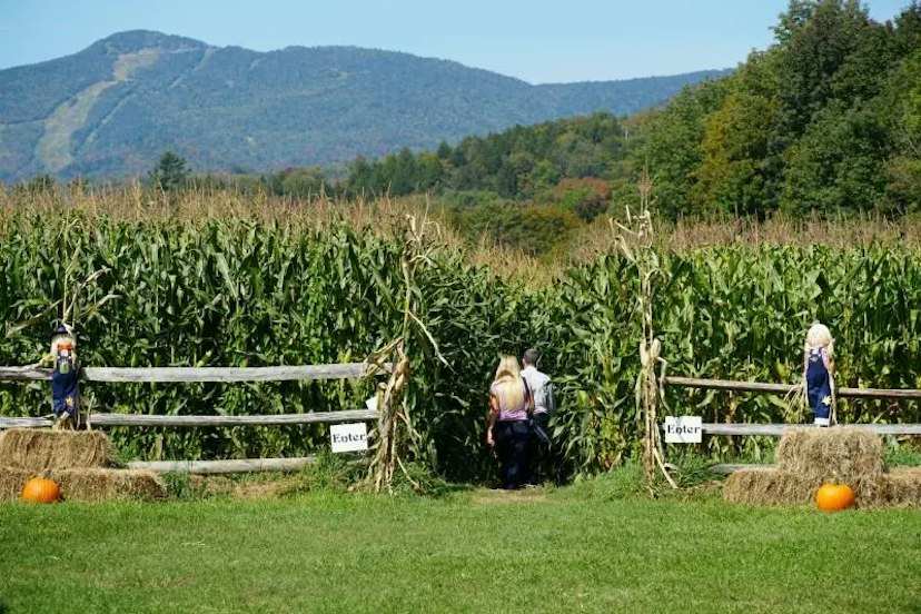 Percy Farm Corn Maze image 1
