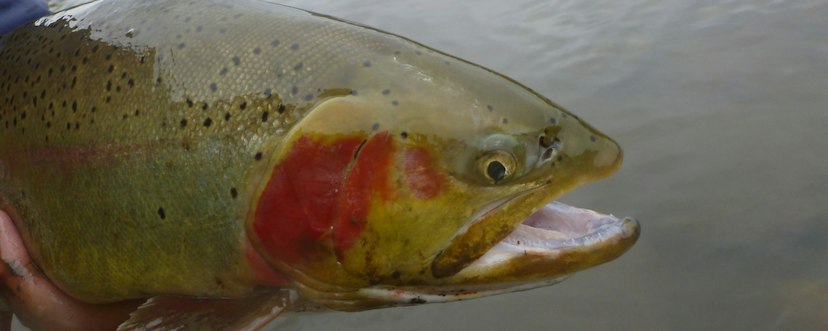 Breckenridge Outfitters Fly Fishing Trip image 3