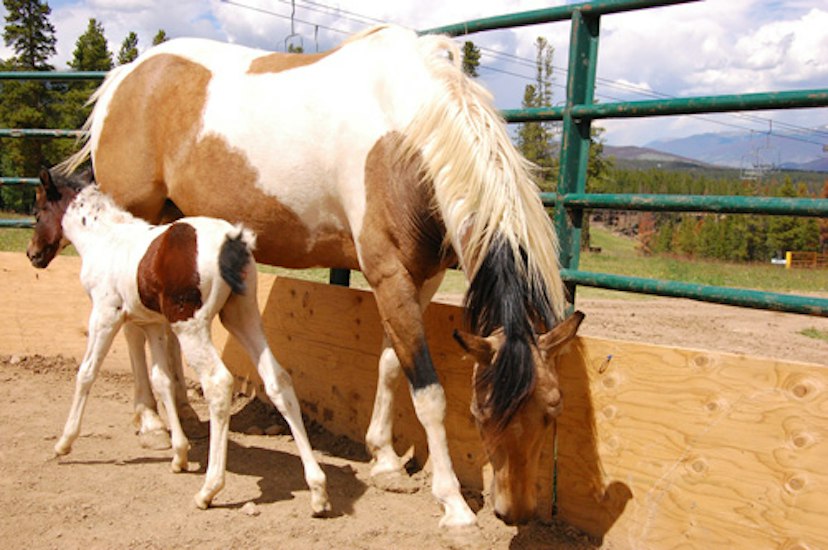 Breckenridge Stables image 2