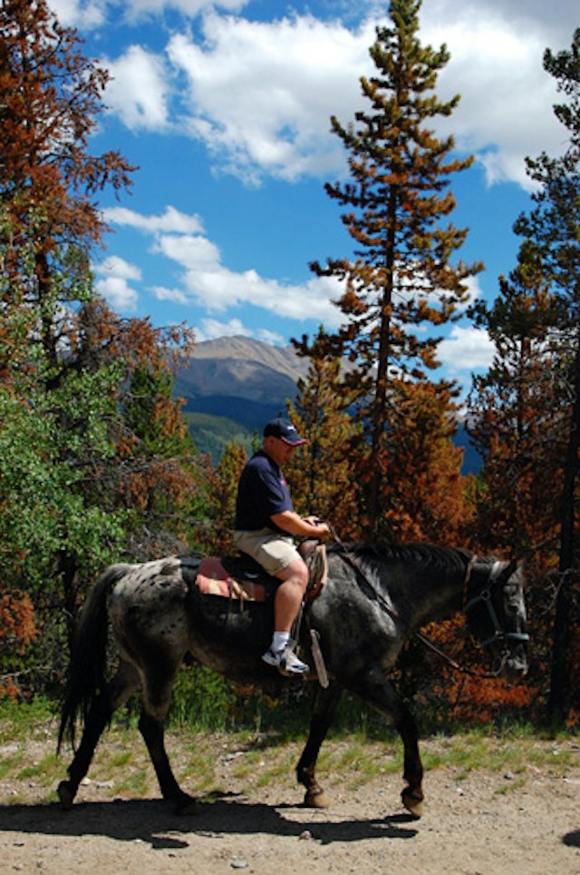 Breckenridge Stables image 6