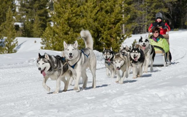 Dog Sledding with Good Times Adventures image 3