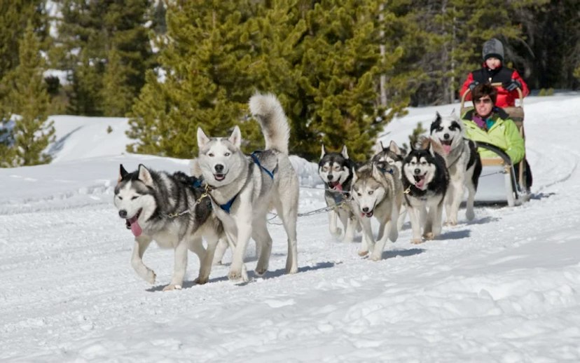 Dog Sledding with Good Times Adventures image 3