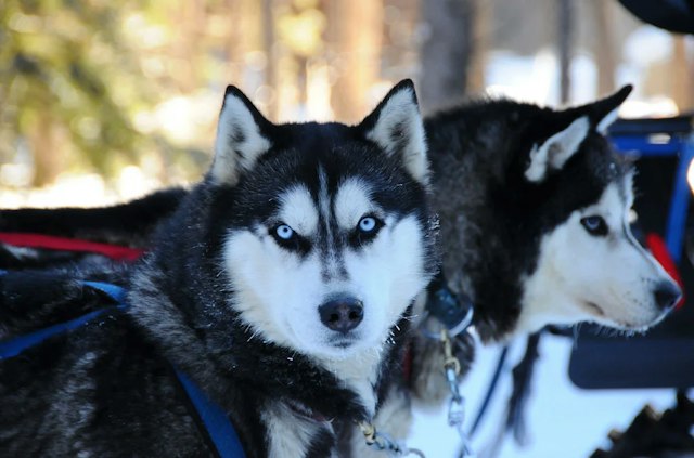 Dog Sledding with Good Times Adventures image 1