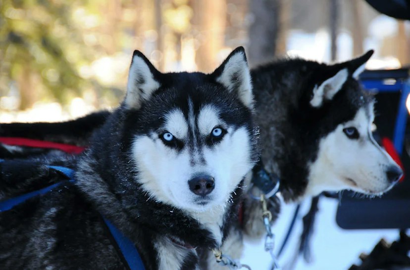 Dog Sledding with Good Times Adventures image 1