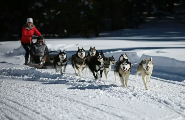 Dog Sledding with Good Times Adventures image 4