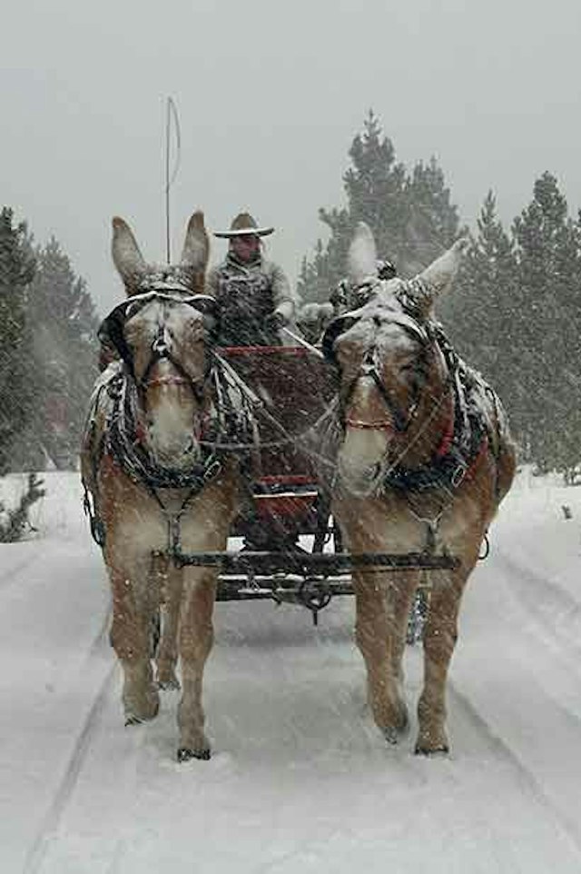 2 Below Zero Sleigh Rides image 3