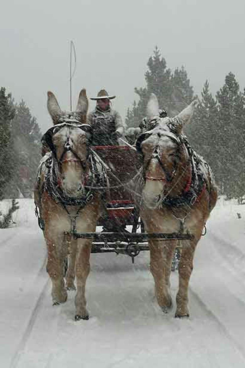 2 Below Zero Sleigh Rides image 3