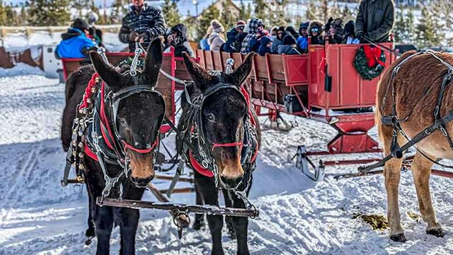 2 Below Zero Sleigh Rides image 7