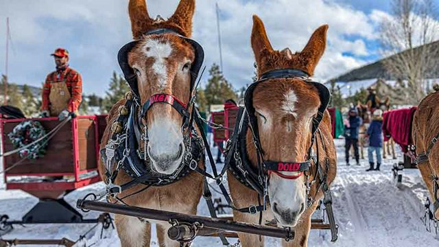 2 Below Zero Sleigh Rides image 9