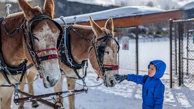 2 Below Zero Sleigh Rides image 10