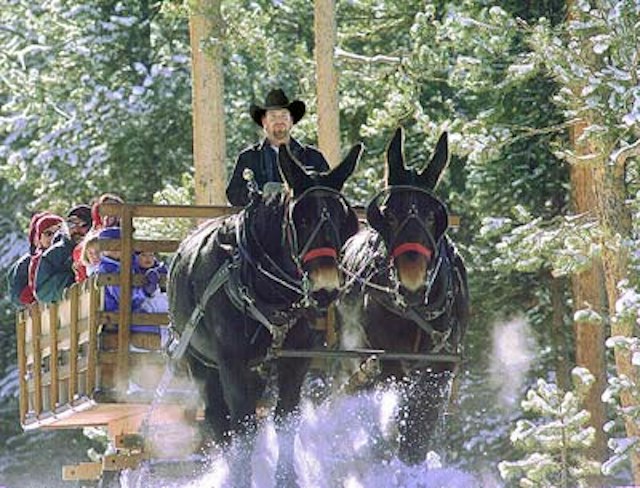 2 Below Zero Sleigh Rides image 14