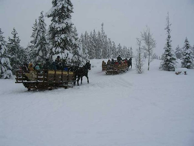 2 Below Zero Sleigh Rides image 13