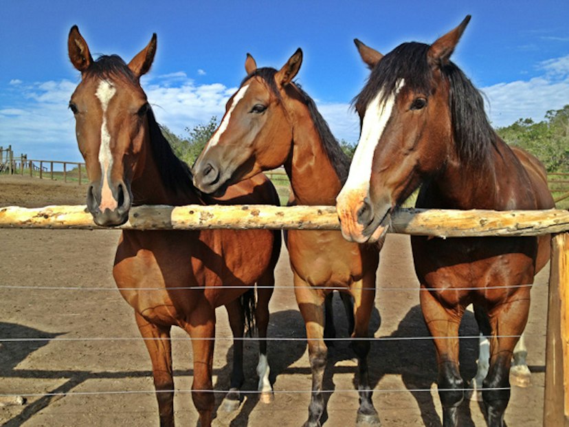 CR Summit Ranch & Riding Center image 1