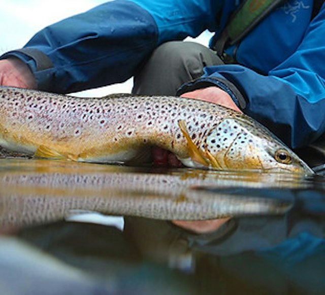 Straightline Sports image 3