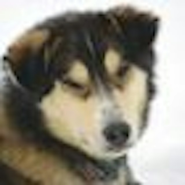 Grizzle-T Dog & Sled Works image 2