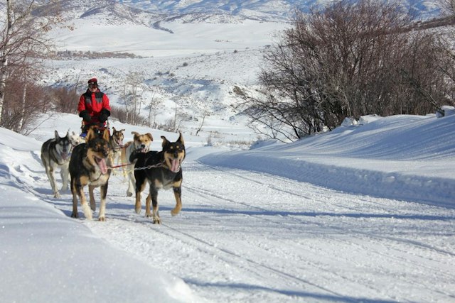 Grizzle-T Dog & Sled Works image 3