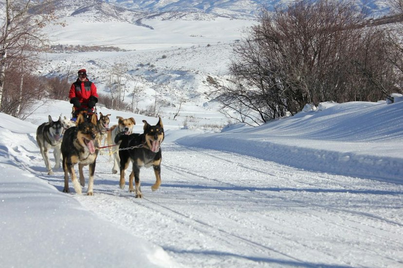 Grizzle-T Dog & Sled Works image 3