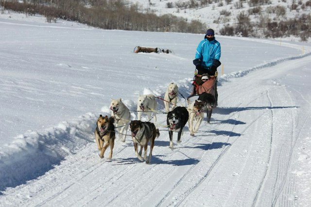 Grizzle-T Dog & Sled Works image 6