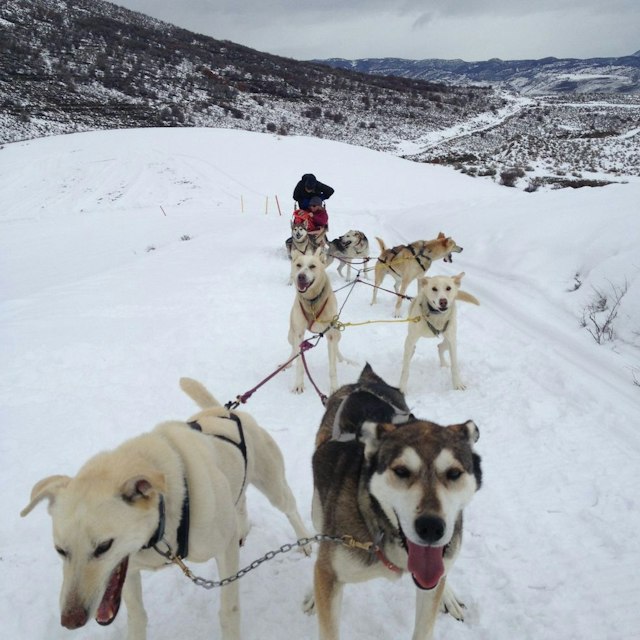 Grizzle-T Dog & Sled Works image 5