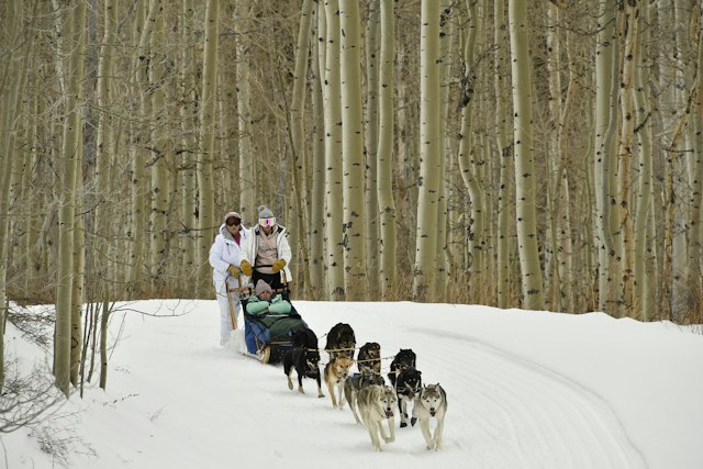 Snow Buddy Sled Dog Adventures image 1