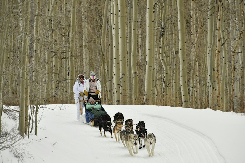 Snow Buddy Sled Dog Adventures image 1