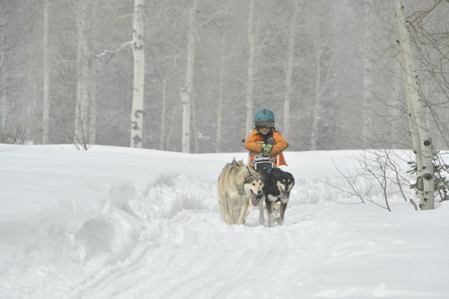 Snow Buddy Sled Dog Adventures image 2