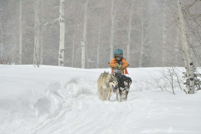 Snow Buddy Sled Dog Adventures image 2