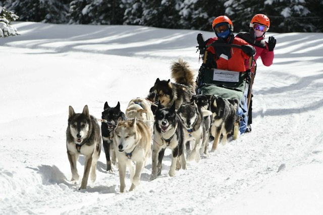 Snow Buddy Sled Dog Adventures image 3