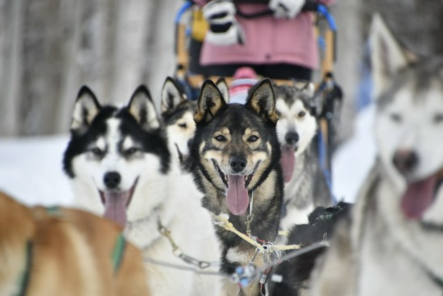 Snow Buddy Sled Dog Adventures image 5