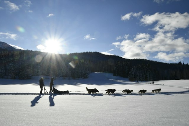 Snow Buddy Sled Dog Adventures image 4