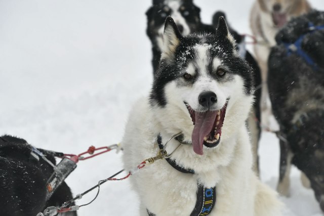 Snow Buddy Sled Dog Adventures image 6