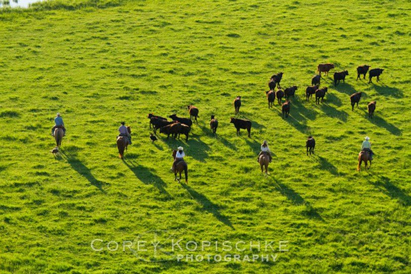 Saddleback Ranch image 2