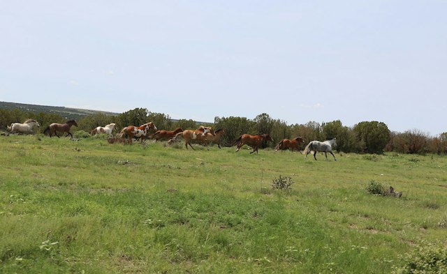 Wild Horse Refuge image 3