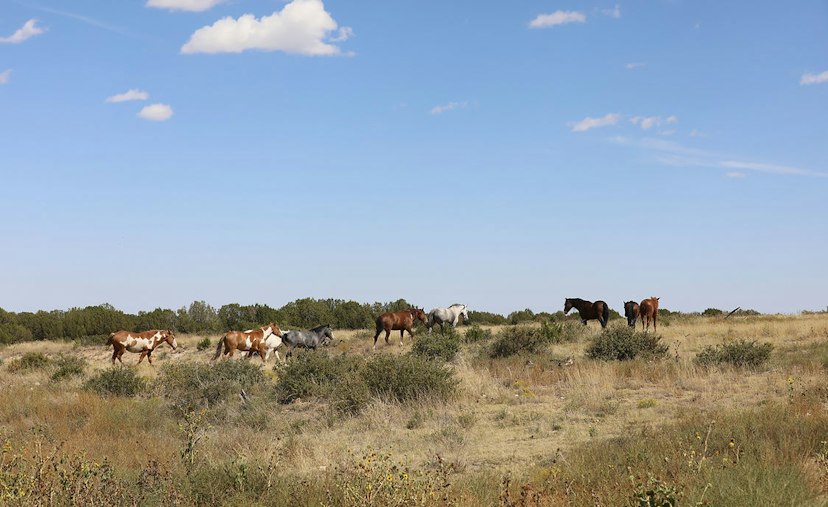 Wild Horse Refuge image 2