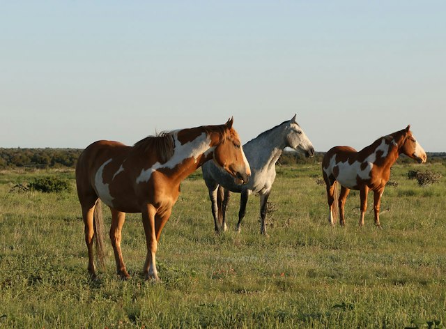 Wild Horse Refuge image 1