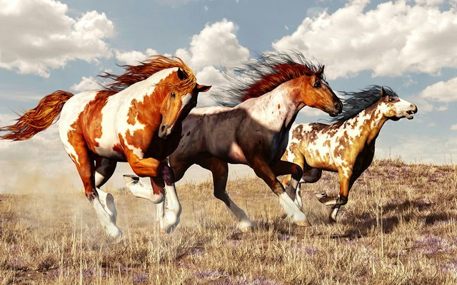 Wild Horse Refuge image 5
