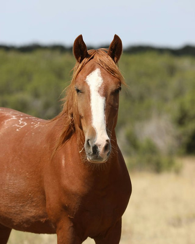 Wild Horse Refuge image 6