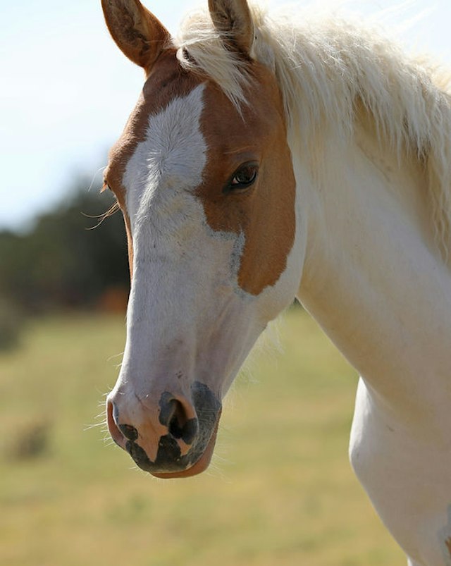 Wild Horse Refuge image 7
