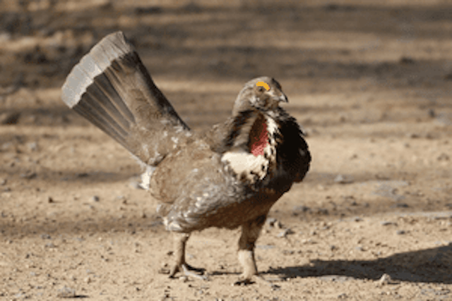 Colorado Grouse Tours image 1