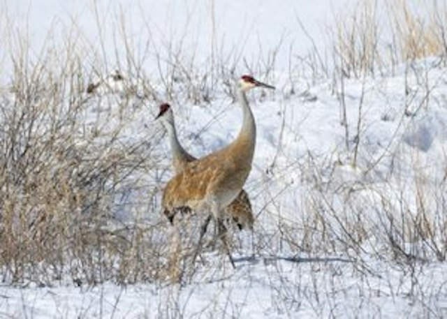 Colorado Grouse Tours image 4