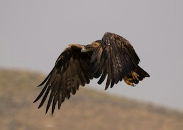 Colorado Grouse Tours image 5