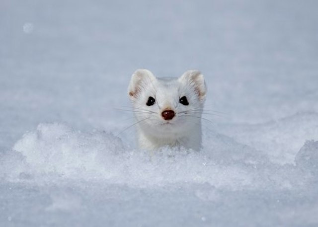 Colorado Grouse Tours image 6