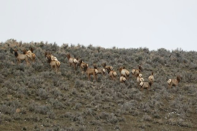 Colorado Grouse Tours image 7