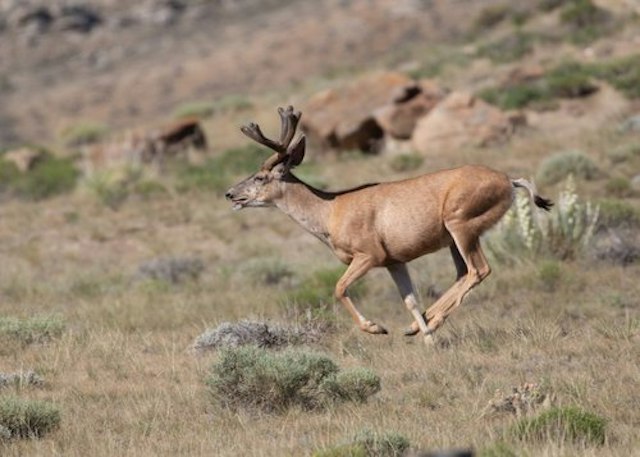 Colorado Grouse Tours image 12