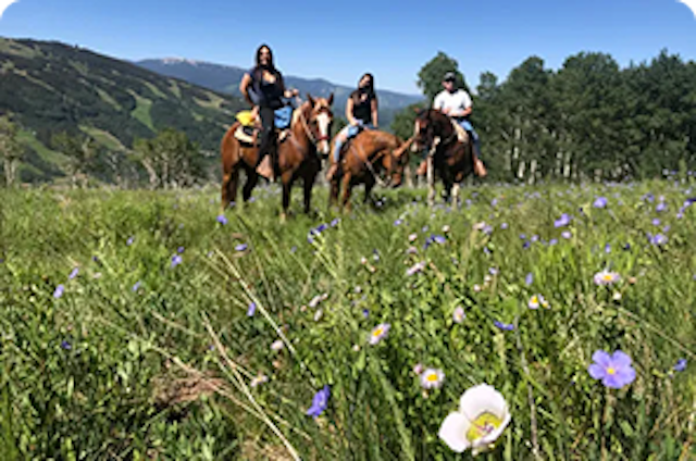 Vail Stables image 1