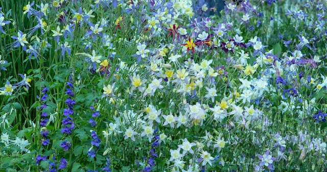 Betty Ford Alpine Gardens image 5