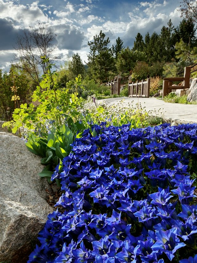 Betty Ford Alpine Gardens image 7