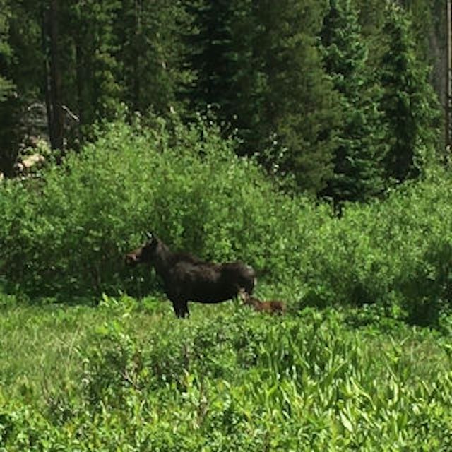 Vail 4x4 Tours image 5