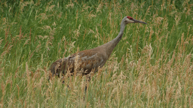 Swaner Preserve and EcoCenter image 6