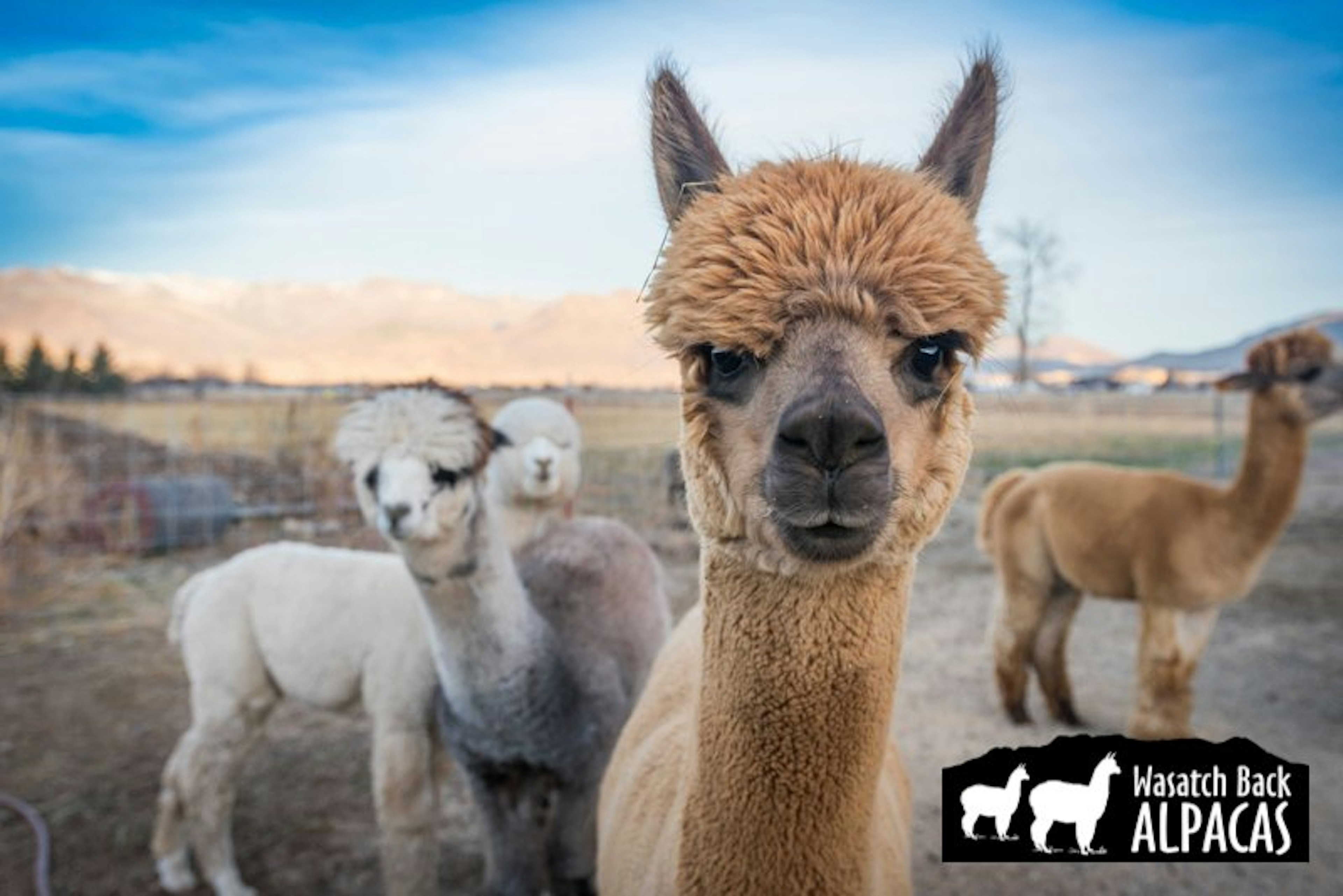 Wasatch Back Alpacas, photo
